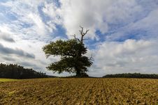 Thousand Year Old Oak In Between A Field Stock Images Thousand Year Old Oak In Between A Field Stock Images