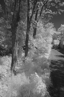 Acacia Trees Ans Bushes Infrared Stock Image Acacia Trees Ans Bushes Infrared Stock Image