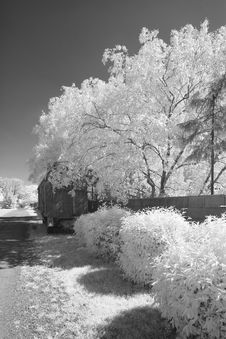 Infrared Monochrome Of Bushes And Trees Alongside A Street Stock Image Infrared Monochrome Of Bushes And Trees Alongside A Street Stock Image
