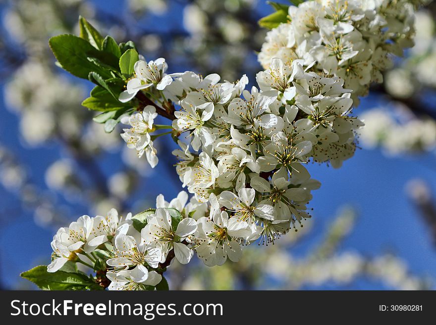 Blossoming Apple Tree Branch