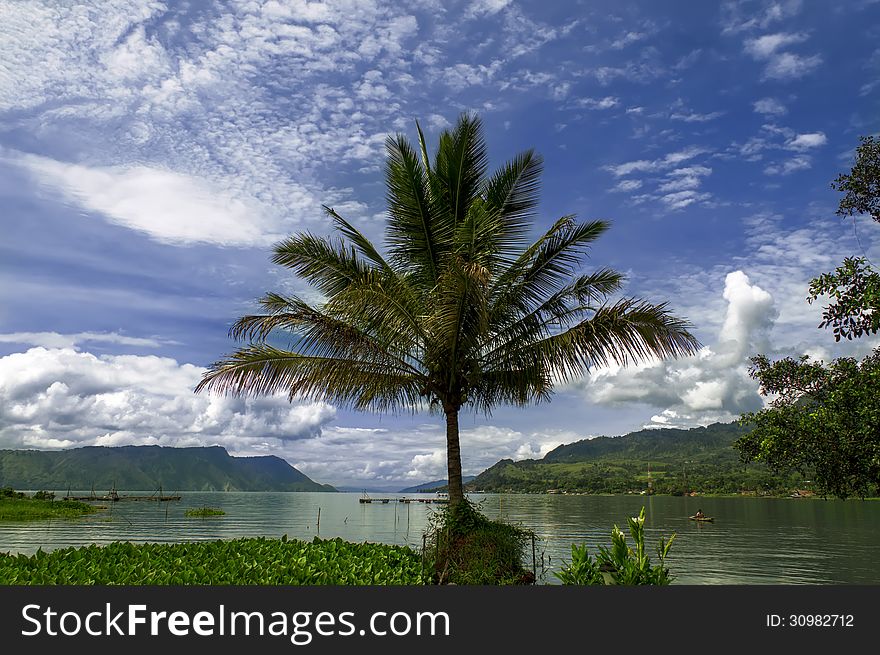 Palm Tree on Toba Lake.