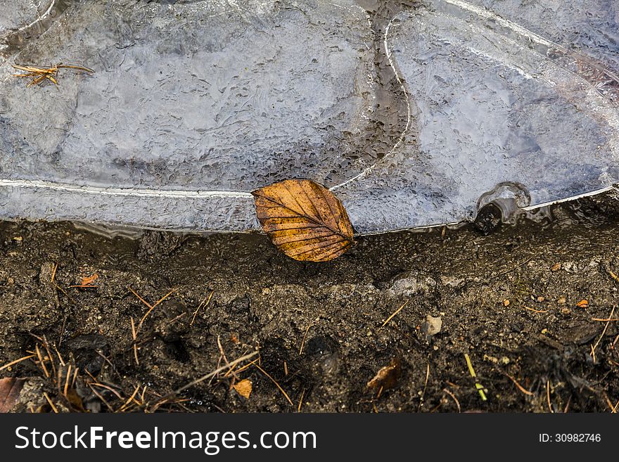 Single Leaf Laying On A  Ice Floe