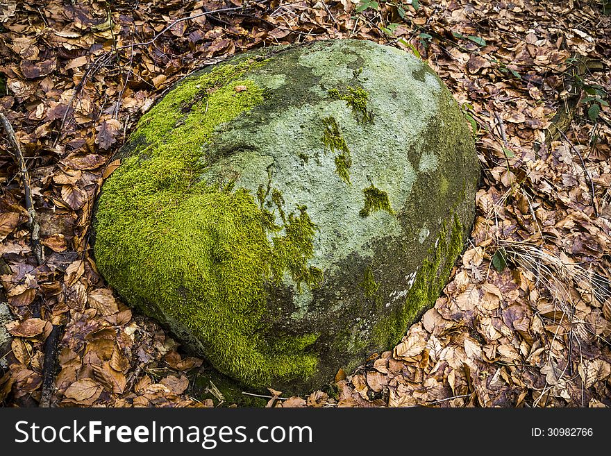 Closeup of a rock with dosh and autumn leaves around
