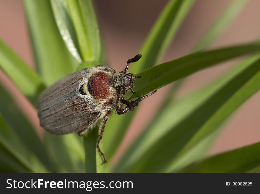 The may beetle &x28;Melolontha&x29;.