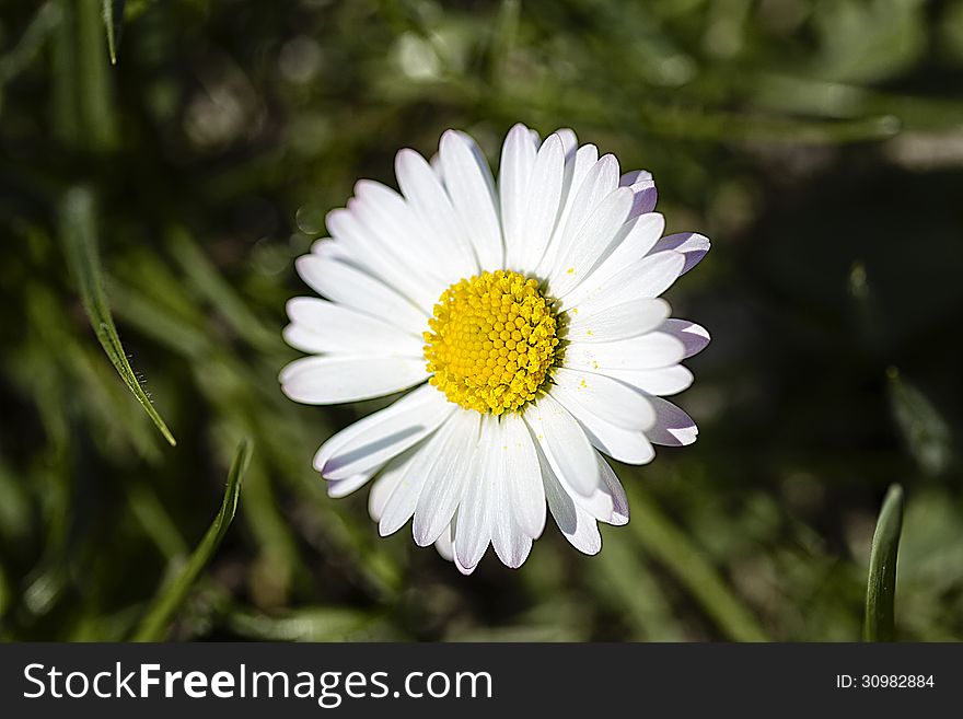 Closeup of a white daisy &x28;Bellis perennis&x29