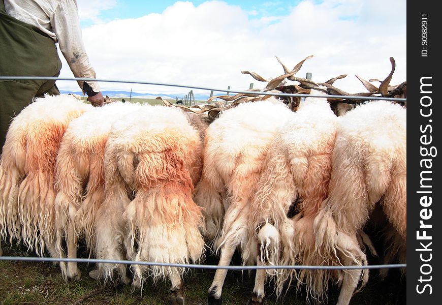 Many sheep for sell and one man standing near them. Many sheep for sell and one man standing near them