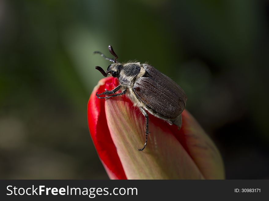 The may beetle on the flower.