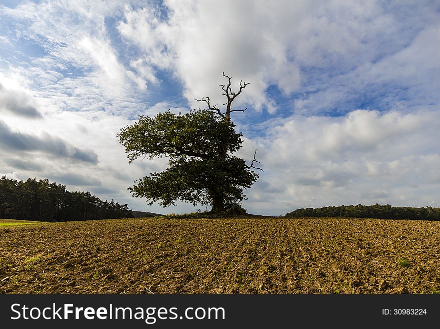 Shot in mecklenburg, germany. a very old oak on the top of a hill, fallowed filed around and allways windy. the oak is a landmark for this area. Shot in mecklenburg, germany. a very old oak on the top of a hill, fallowed filed around and allways windy. the oak is a landmark for this area.