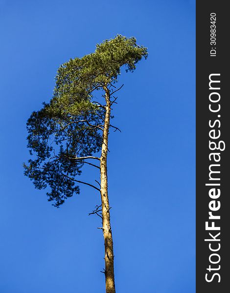 Treetop of a Pine isolated on a deep blue sky