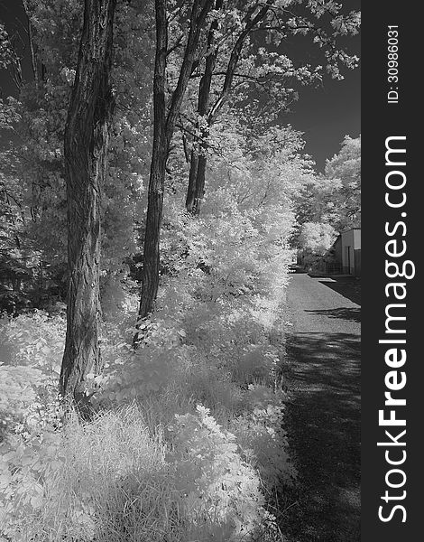 Some acacia trees beside a small street surrounded with bushes, seen in infrared light. Infrared makes everything that contains chrorophyll shine in an intensive white, blue sky dark. Some acacia trees beside a small street surrounded with bushes, seen in infrared light. Infrared makes everything that contains chrorophyll shine in an intensive white, blue sky dark.