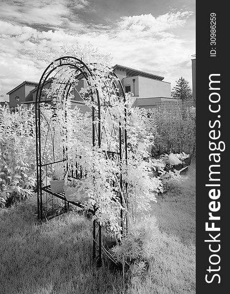 Infrared monochrome photograph of a metal arch covered with leaves of roses, swhich is standing on grass in front of bushes. Infrared shows all elements which contain chlorophyll as white. The reason is that chlorophyll is reflecting infrared light very intensely. Infrared monochrome photograph of a metal arch covered with leaves of roses, swhich is standing on grass in front of bushes. Infrared shows all elements which contain chlorophyll as white. The reason is that chlorophyll is reflecting infrared light very intensely.