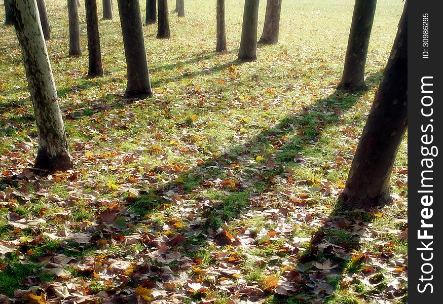 Shadows on falling leaves in a park. Shadows on falling leaves in a park