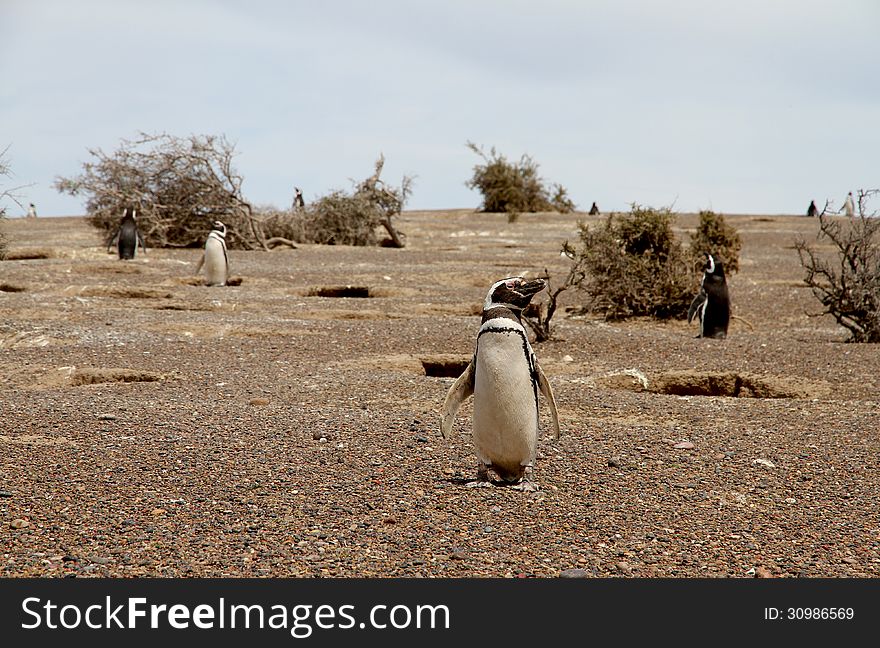 Penguins Magellanic in the wild nature. Patagonia.