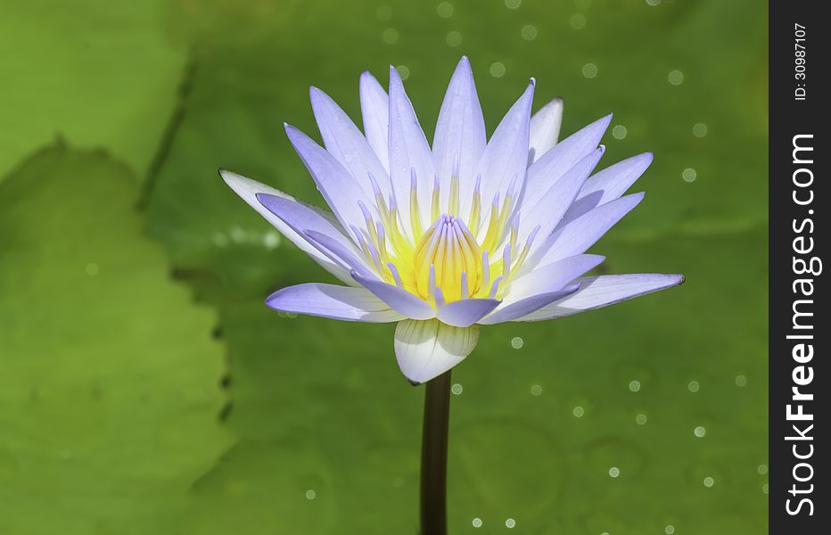 White lotus in a pond with green background