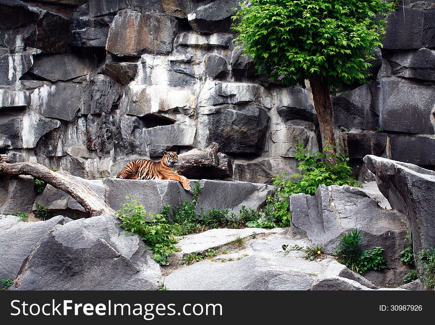 A TIGER IN THE TIERPARK, A BERLIN ZOO. A TIGER IN THE TIERPARK, A BERLIN ZOO