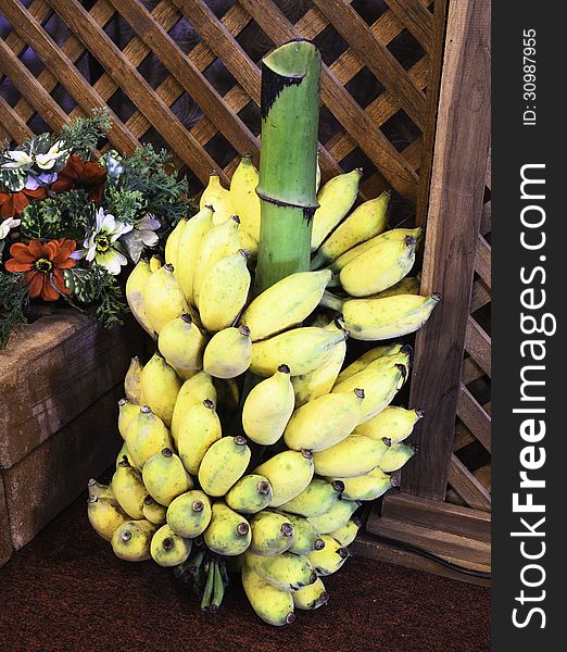 Banana bunch exhibition of agricultural farmers