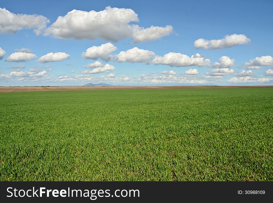 Wheat grass meadow in early spring. Wheat grass meadow in early spring