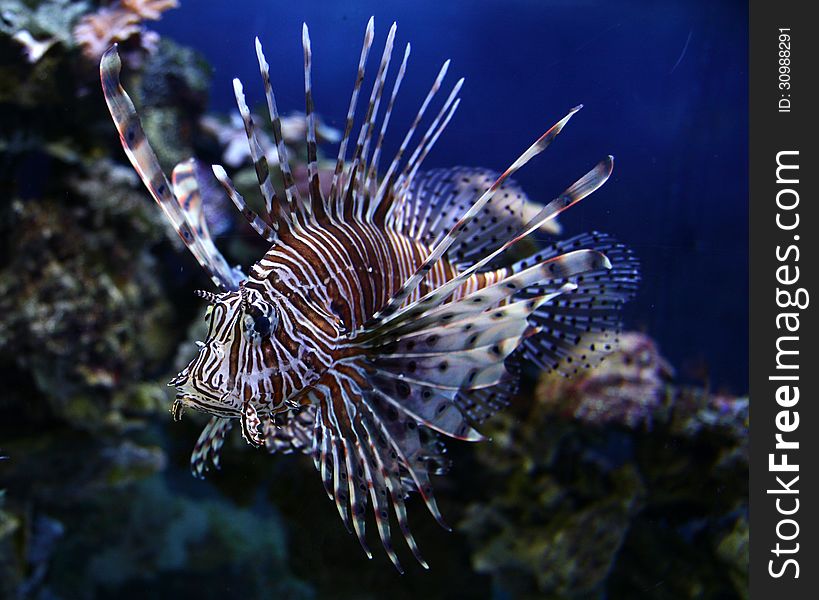 Photo beautiful unusual marine fish. Photo beautiful unusual marine fish