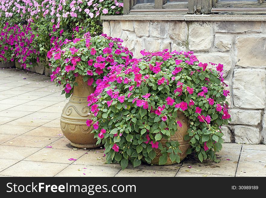 Beautiful potted flowers and green leaves.