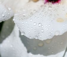 Water Drops On Petals Of The Peony Royalty Free Stock Images Water Drops On Petals Of The Peony Royalty Free Stock Images