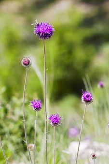 Wild Flowers Of Burdock Stock Photography Wild Flowers Of Burdock Stock Photography