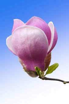 Pink Magnolia Flower Bud Closeup Royalty Free Stock Photos Pink Magnolia Flower Bud Closeup Royalty Free Stock Photos