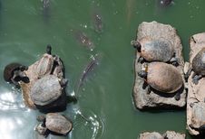 Sunbathing Turtles Royalty Free Stock Photo Sunbathing Turtles Royalty Free Stock Photo