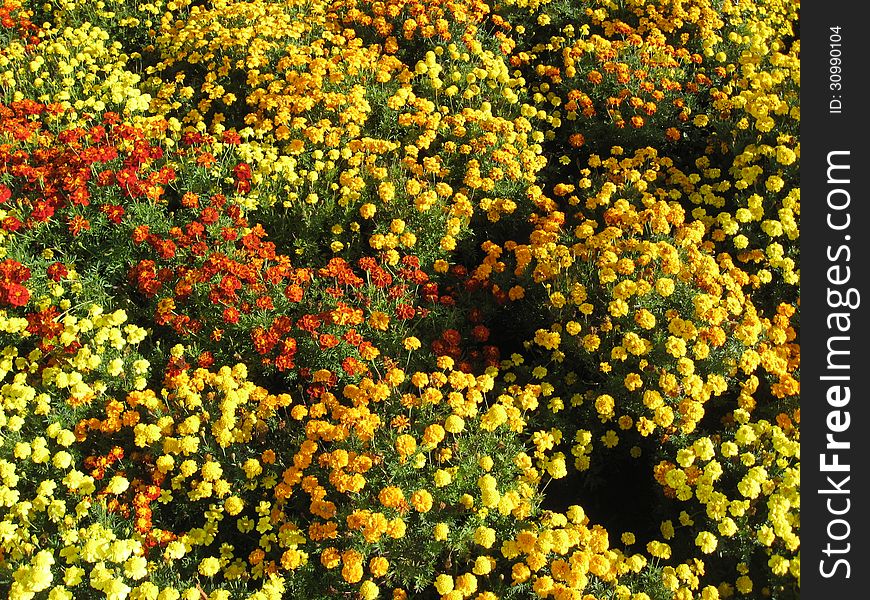 A lot of beautiful flowers of motley and velvet tagetes. A lot of beautiful flowers of motley and velvet tagetes