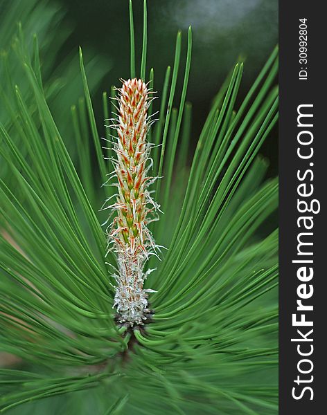Branch of pine tree with green cone. Branch of pine tree with green cone