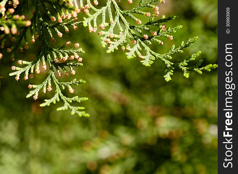 branches of the tree thuja