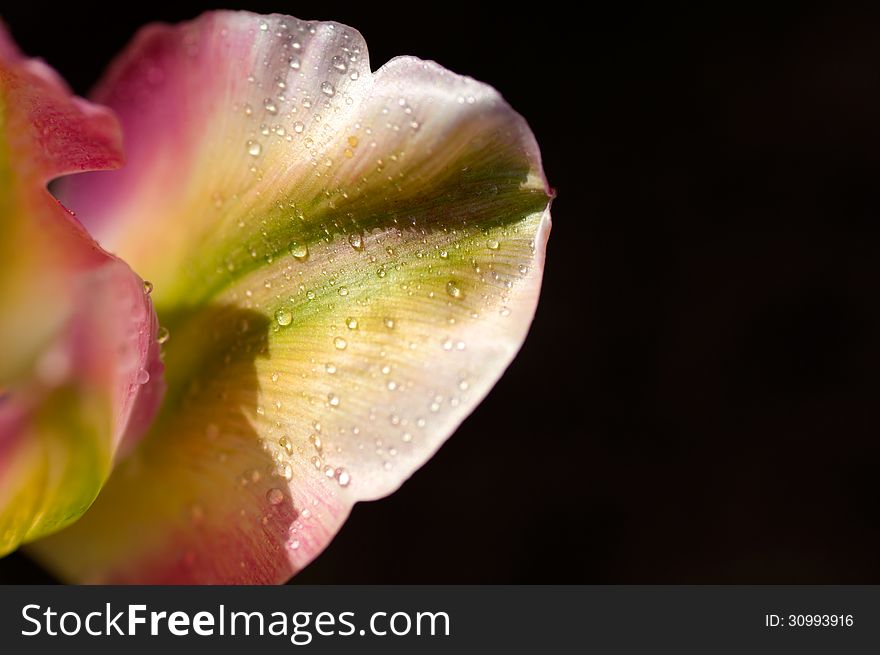 Flower of tulip with the water drops