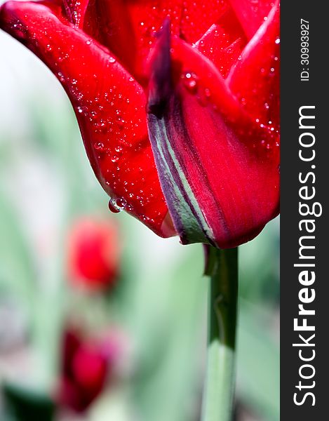 Drop of water on  a tulip