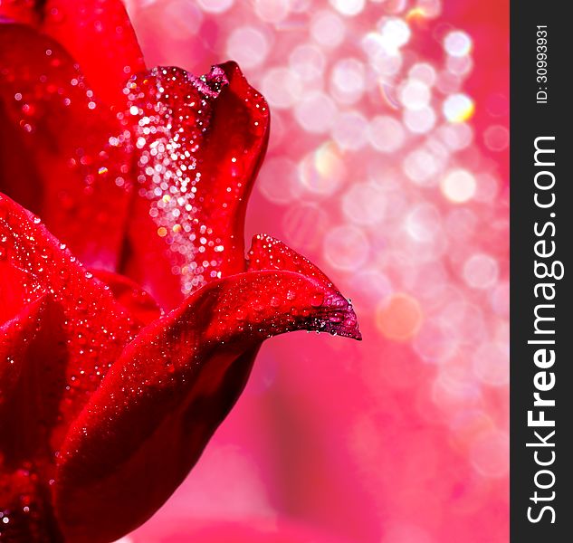 Flower Of Tulip With Drops Of Water