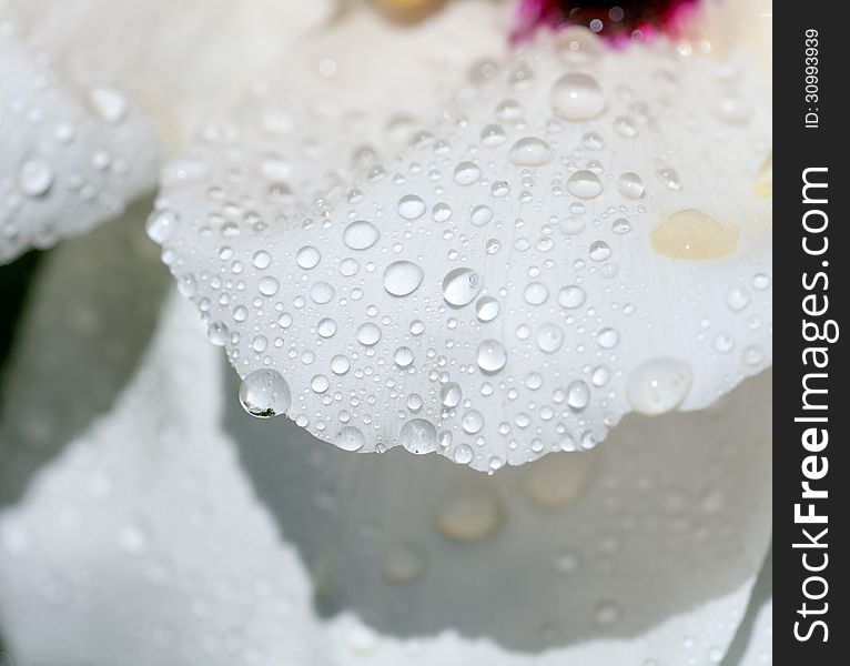 Water drops on a white petals of the peony macro. Water drops on a white petals of the peony macro