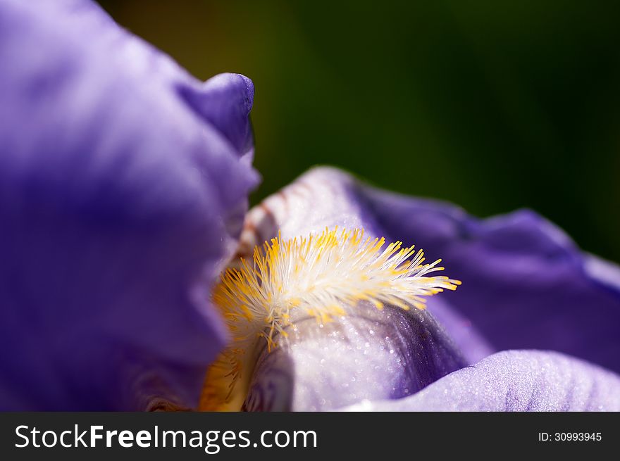 Flower Of Iris Macro