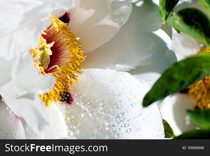 Flower peony with drops of water on white petals and leaves