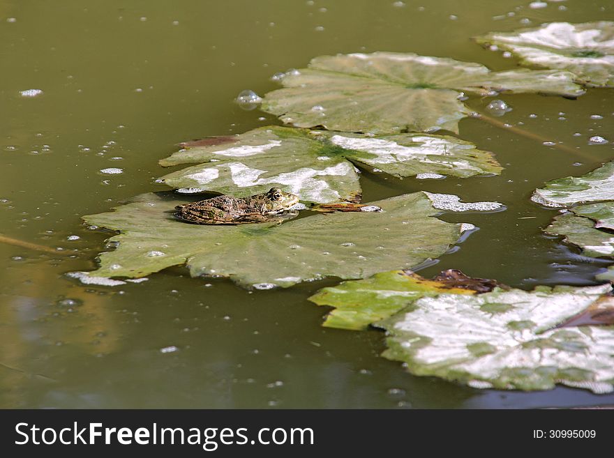 A green frog resting on a water lily leaf