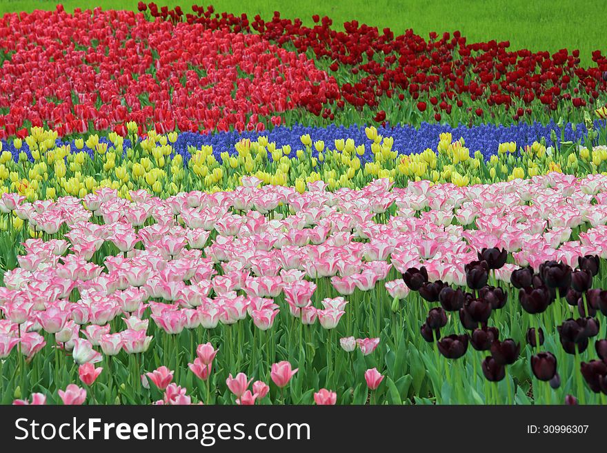 The tulips of various colors are in full bloom. The tulips of various colors are in full bloom.