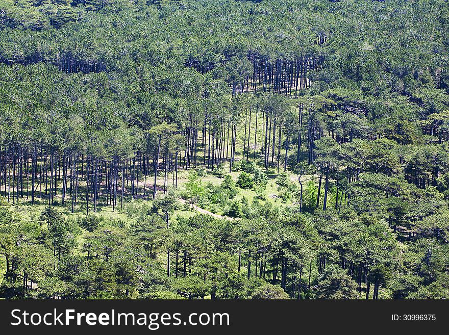 Forest View from above natural background vegetable