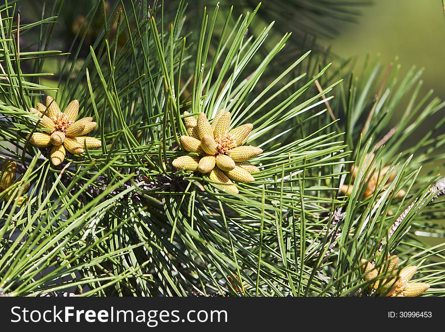 Small Bumps On Pine Needles