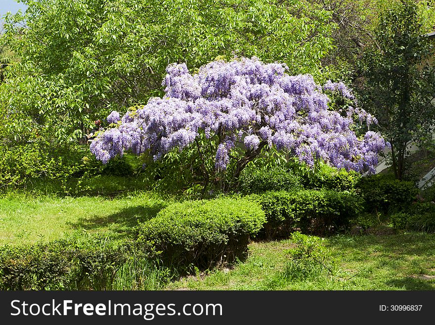 Beautiful flowering wisteria tree in the park