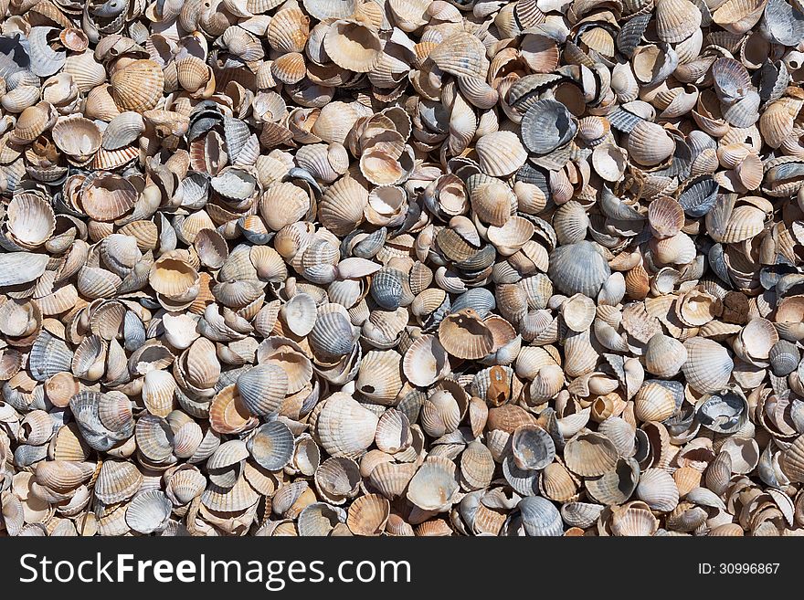 Natural background showing abstract detail of sea shell. Natural background showing abstract detail of sea shell