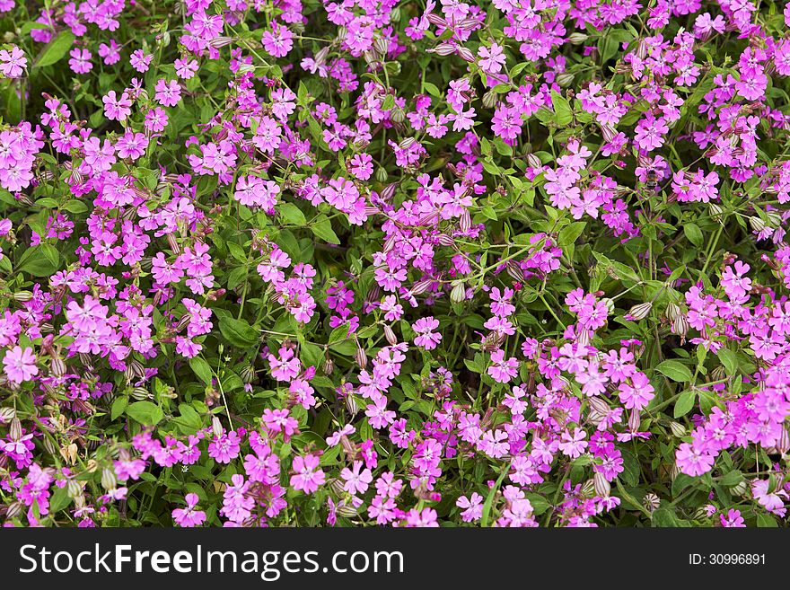 Natural herbal background small pink flowers on green lawn