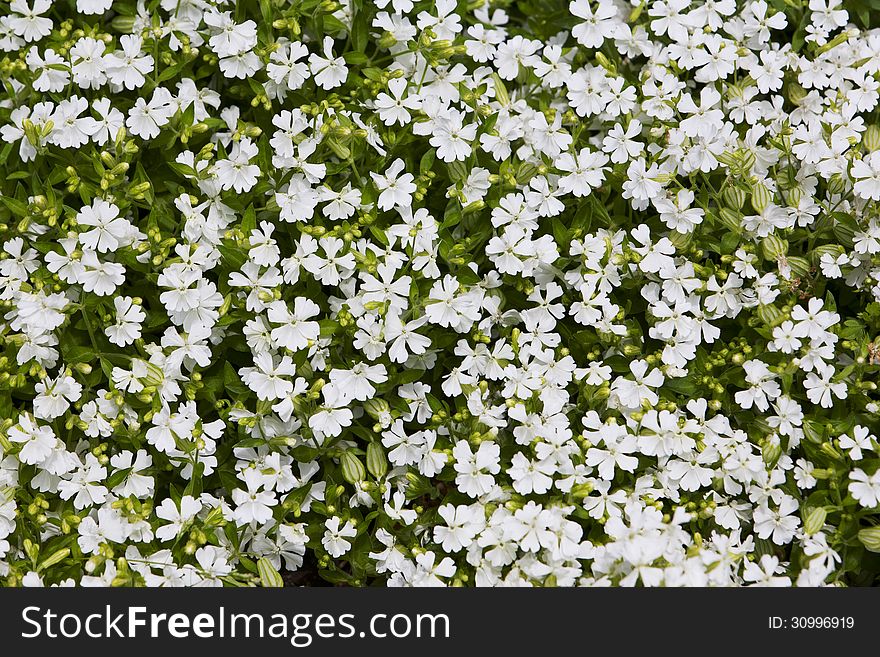 Natural herbal background small white flowers on green lawn
