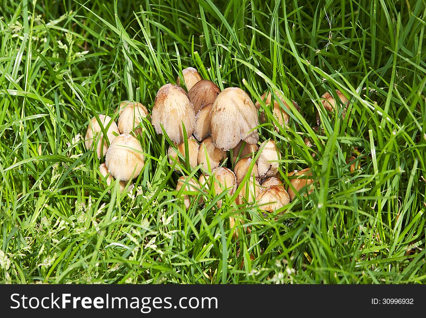 Group of Grey mushroom Coprinus among green grass