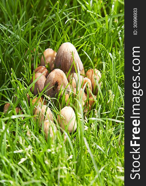 Mushroom Coprinus Among Green Grass