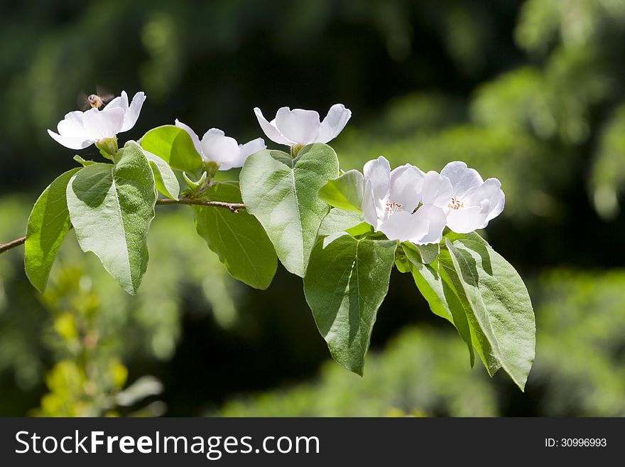 Spring Jasmine Blossoms In Full Bloom