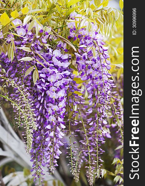 Clusters of wisteria blossoms natural herbal background