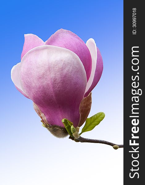 Pink magnolia flower bud closeup on blue background
