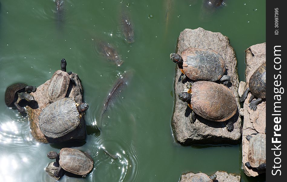 Sunbathing turtles on rocks and carp in pond of park